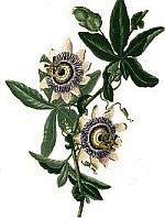 Passion Flower