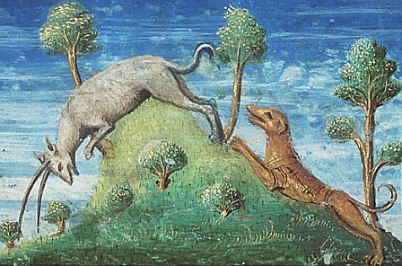 Dog hunting an ibex